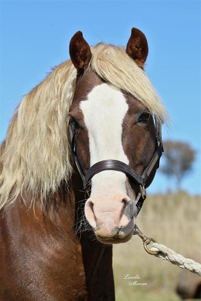 Wingana Gideon - SEC C Welsh Cob